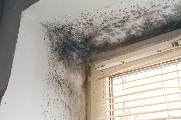 Affordable Mold Removal solutions in Augusta, GA